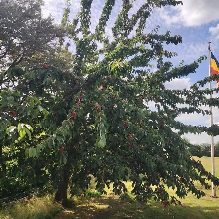 Five Oaks - Rote * Hohenkirchen (Nordwestmecklenburg)